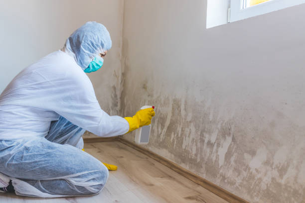 Licensed Mold Remediation service in Bedford, MA - WQB Mold Removal